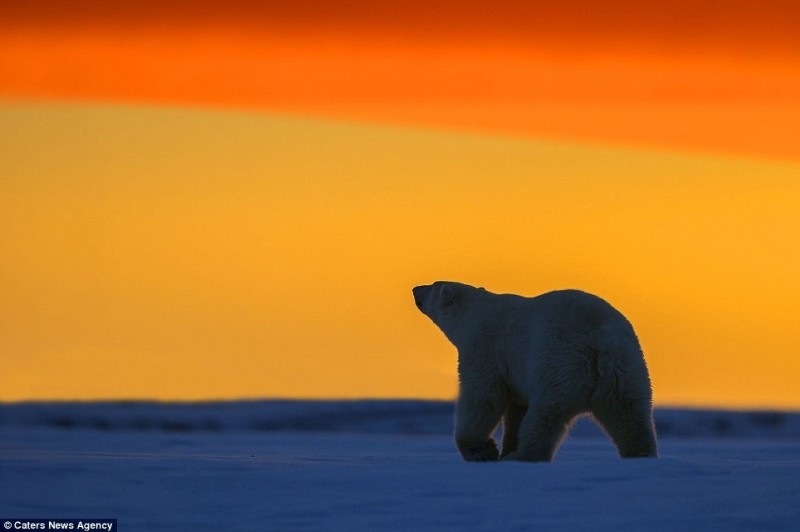 Потрясающие кадры - белые медведи на фоне Арктического заката