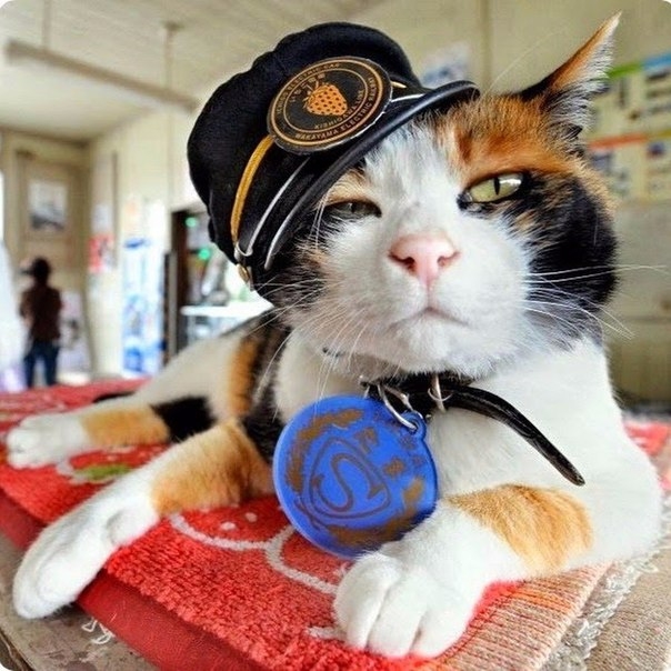 Знакомьтесь, кошка Тама &amp;mdash; смотрительница железнодорожной станции.