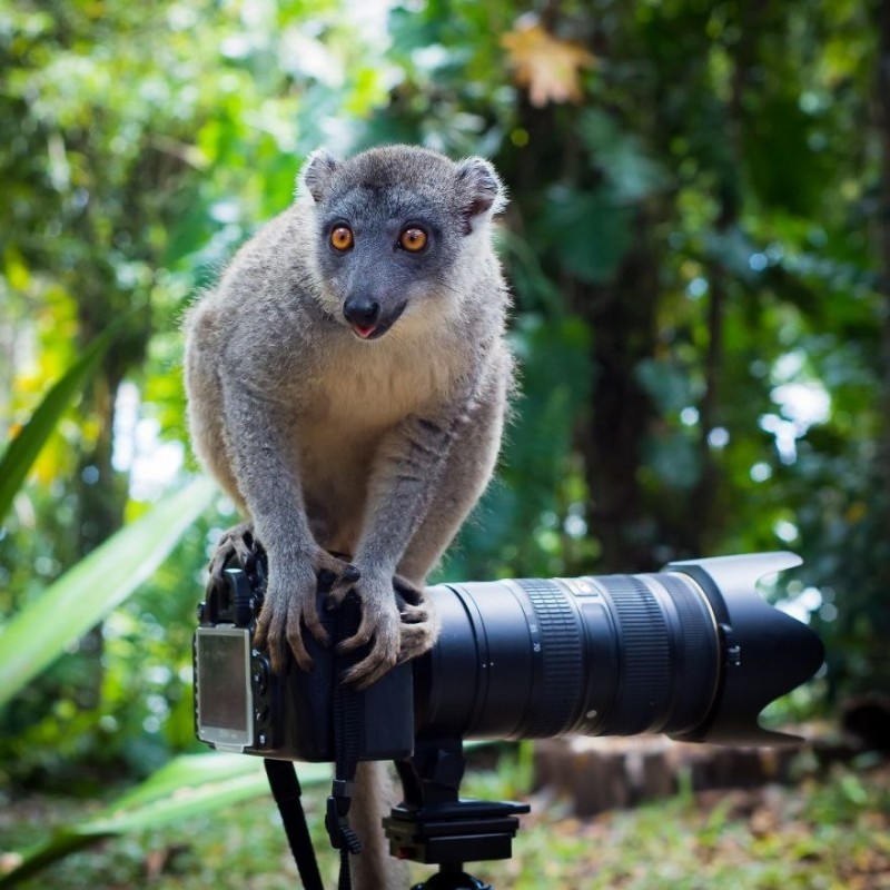 Забавные животные-фотографы