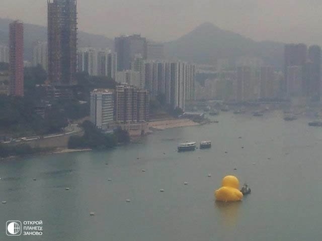 Огромная надувная утка приплыла в Гонгконг.