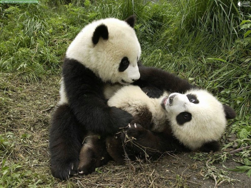 Эти забавные панды