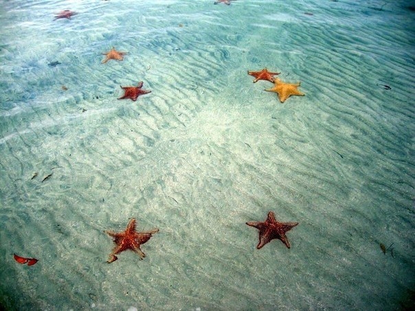 Пляж звезд