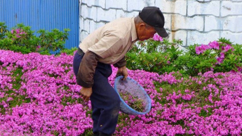 Он посадил перед домом море цветов, что бы ослепшая супруга могла вдыхать их аромат