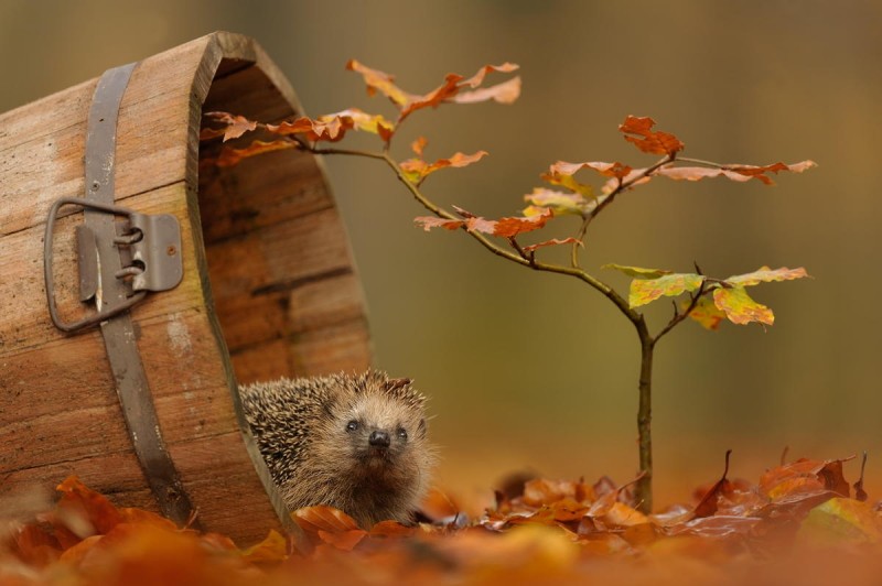 Позитив от фотографа Edwin Kats Позитив от фотографа Edwin Kats