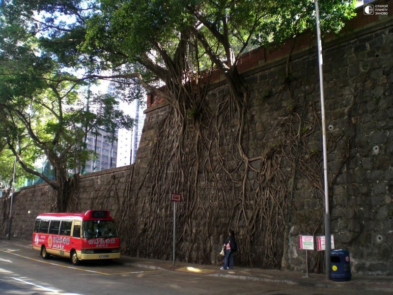 Деревья, растущие на стенах