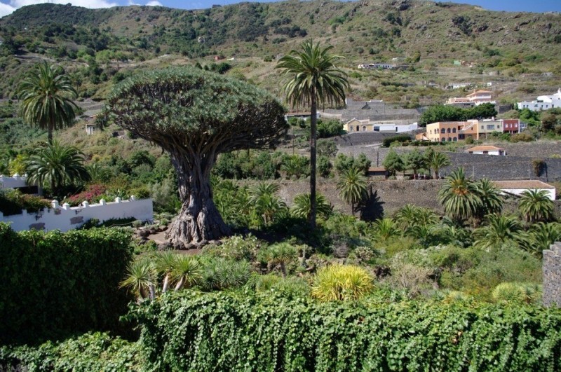 Драконовое дерево Тенерифе: древнейшее дерево Канар