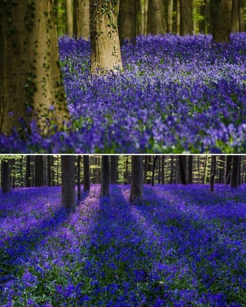 Колокольчиковый лес Hallerbos в Бельгии.