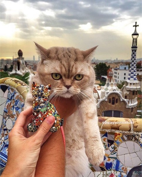 Дейси, кот который много путешествует Дейси, кот который много путешествует
