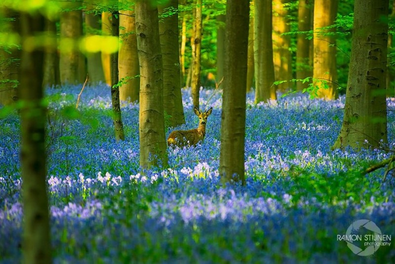 Мистический голубой лес в Бельгии