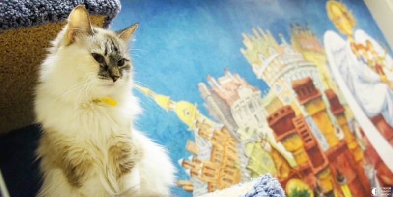 Кошачье кафе в Санкт-Петербурге Кошачье кафе в Санкт-Петербурге