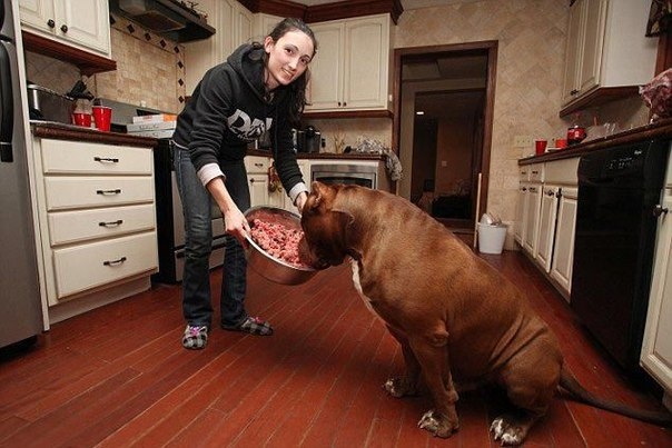 Халк - самый большой питбуль в мире, весящий 76 кг