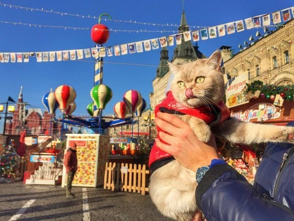 Дейси, кот который много путешествует