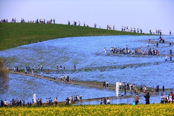 Рассветная страна цветов Hitachi Seaside Park