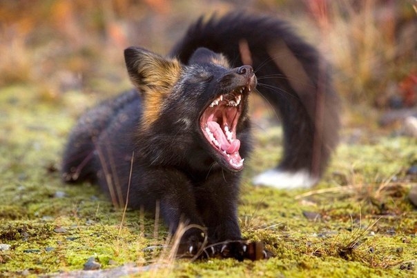 Фотосессия любопытной чёрно-бурой лисицы