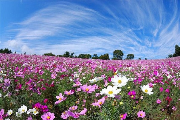 Рассветная страна цветов Hitachi Seaside Park