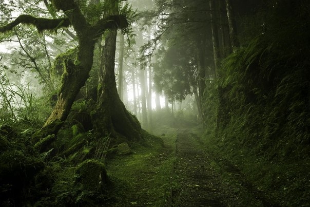Мистические леса нашей планеты