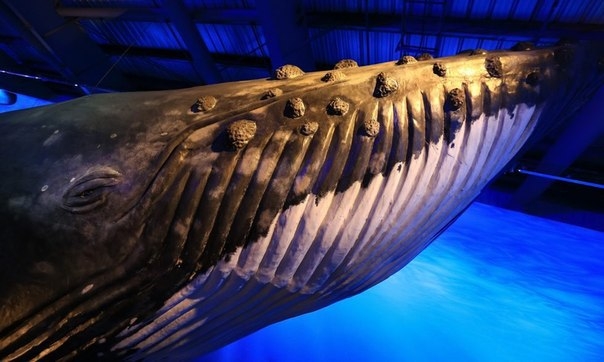 Музей китов в Рейкьявике