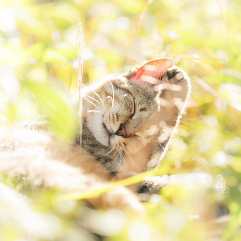 Солнечные котики Солнечные котики