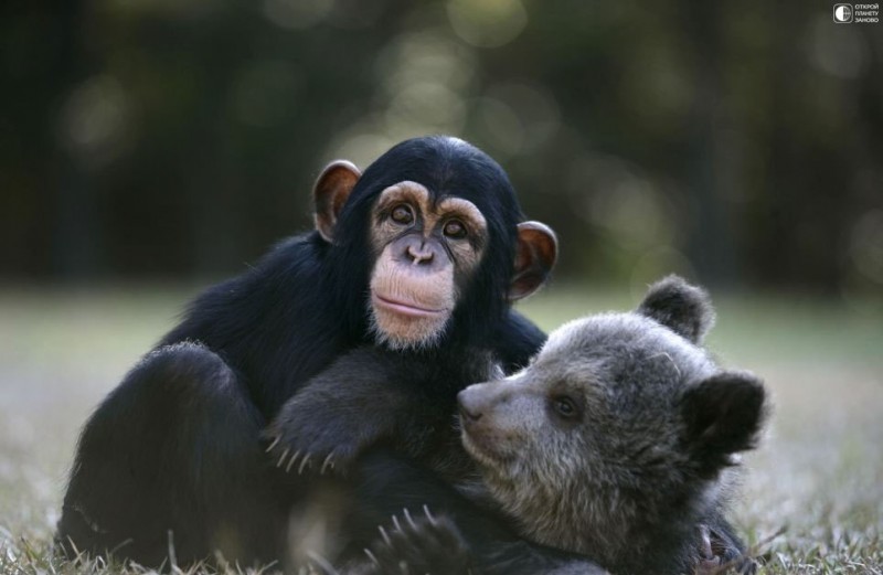 Дружба медвежонка и шимпанзе в зоопарке Myrtle Beach Safari park