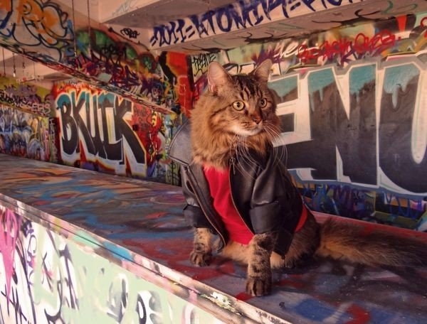 Модный кот Лоренцо, сфотографированный на улицах Испании