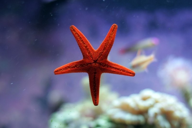 Красное море Красное море