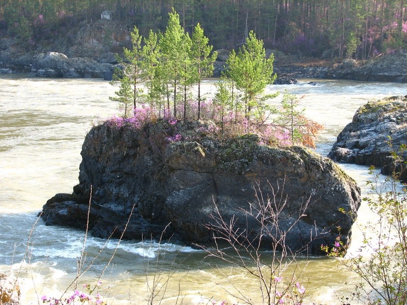 Шишкулар Алтай