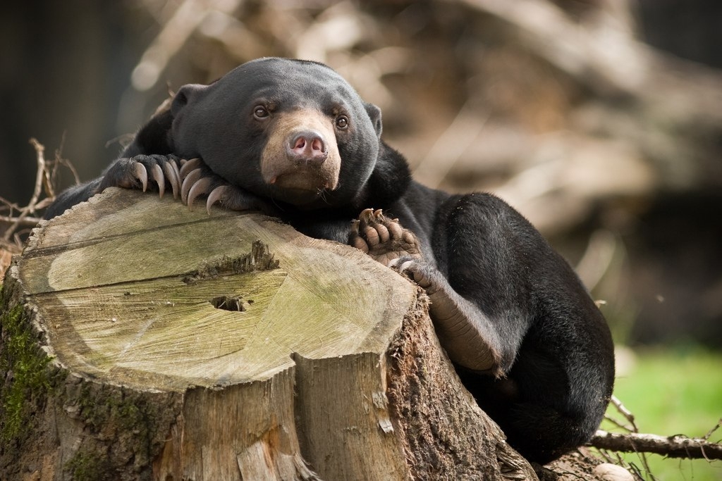 Sun bear. Малайский медведь бируанг. Малазийский медведь или бируанг. Солнечный медведь бируанг. Нособрюхий малайский медведь.