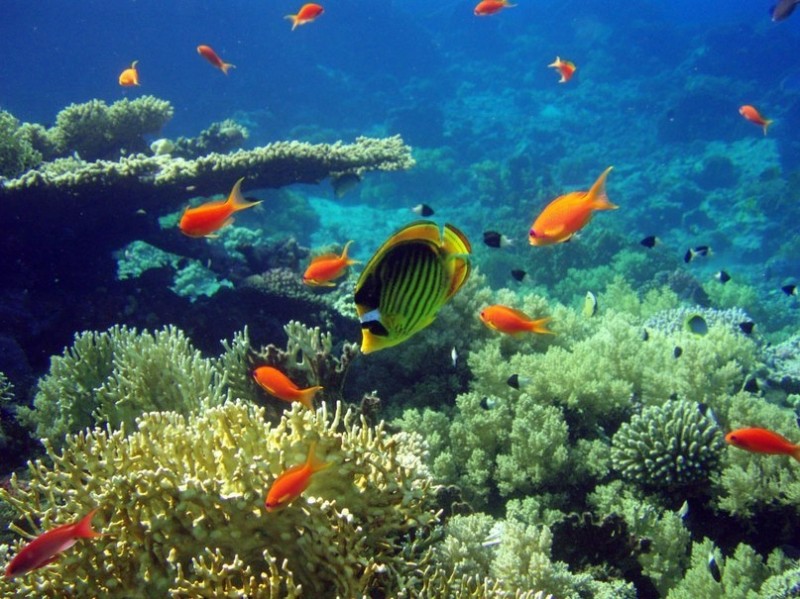 Красное море Красное море