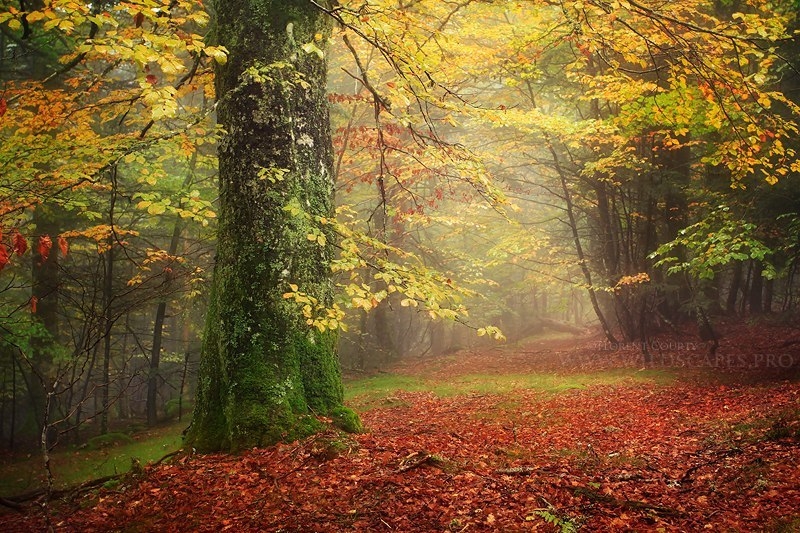 Красота дикого французского леса в фотографиях Florent Courty