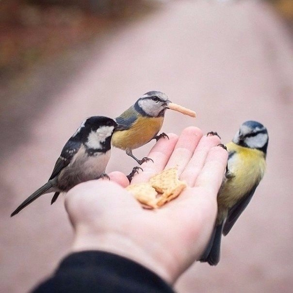 10 снимков фотографа, с которым дружат животные. 10 снимков фотографа, с которым дружат животные.