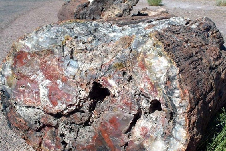 Самый большой каменный лес на планете в Аризонской пустыне (США)