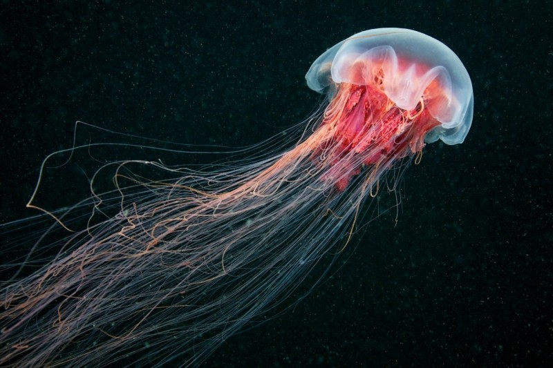 Невероятные фотографии подводного мира от фотографа и морского биолога Александра Семенова. Невероятные фотографии подводного мира от фотографа и морского биолога Александра Семенова.