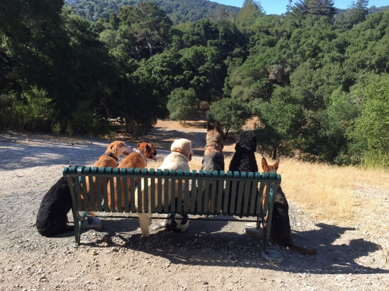 Житель Калифорнии, работающий выгульщиком собак, прославился благодаря фотографиям своих подопечных,