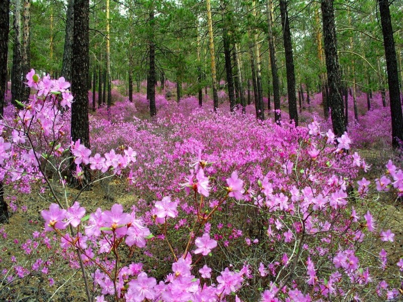 Весеннее цветение Рододендрона Даурского в Забайкалье