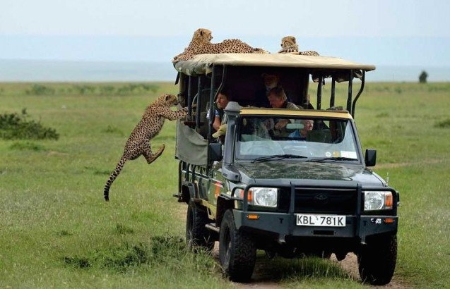 Тот самый момент, когда к вам в джип запрыгнул гепард
