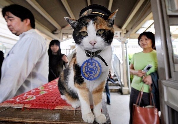 Знакомьтесь, кошка Тама &amp;mdash; смотрительница железнодорожной станции.