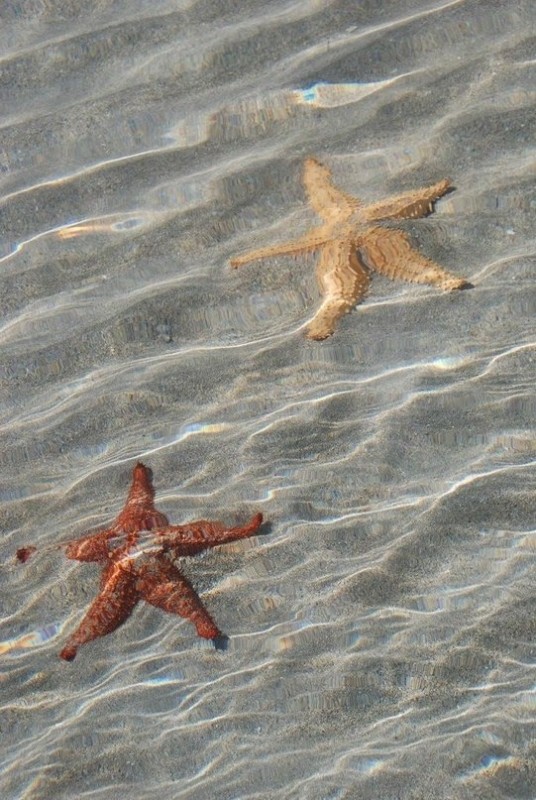 Пляж морских звезд - Бока дель Драго Пляж морских звезд - Бока дель Драго