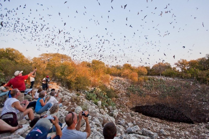 Пещера Bracken Bat Cave: самое большое убежище летучих мышей на планете