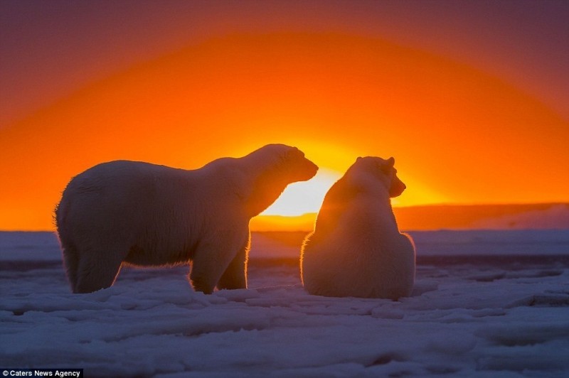 Потрясающие кадры - белые медведи на фоне Арктического заката