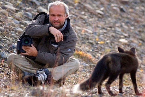 Фотосессия любопытной чёрно-бурой лисицы