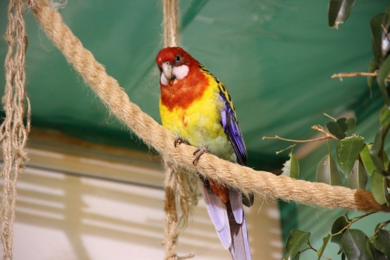 Сад Райских птиц «Миндо» в Санкт-Петербурге