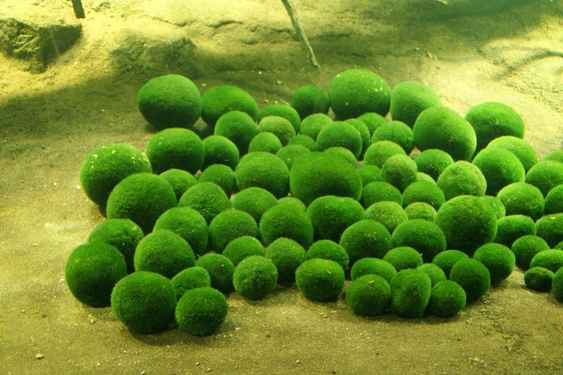 Уникальные шаровые водоросли
