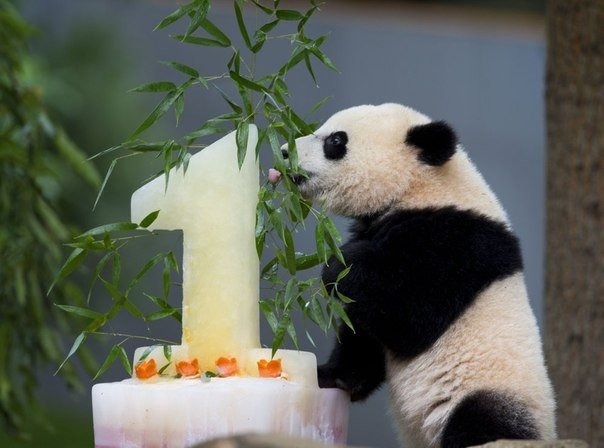 День рождения одной маленькой панды