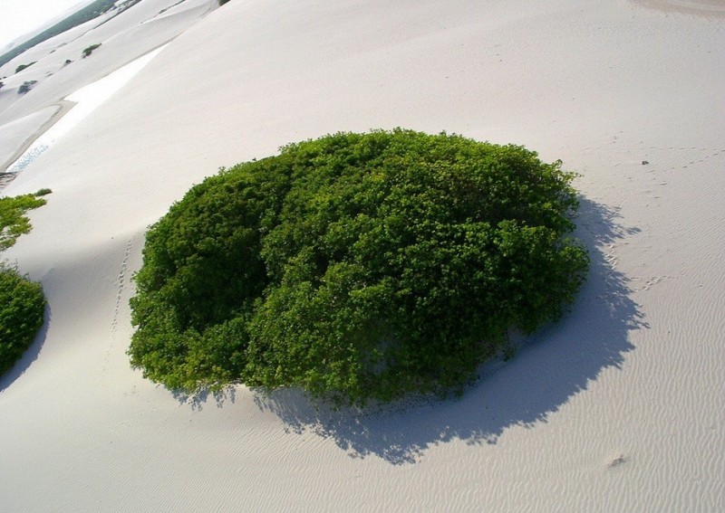 Белые пески Lencois Maranhenses