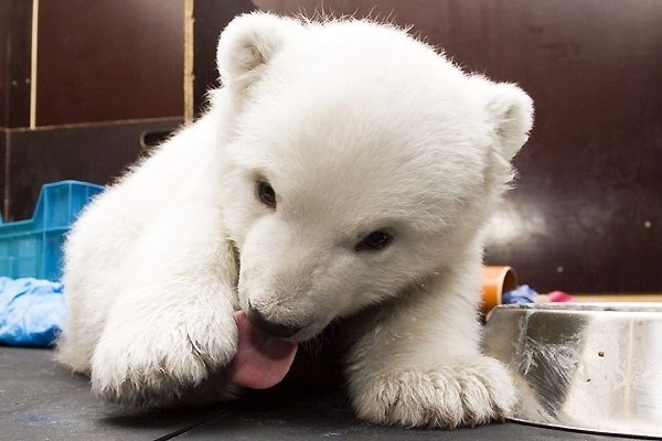 Нюрнбергский зоопарк опубликовал новые фотографии маленькой белой медведицы по имени Флок (Flocke) и