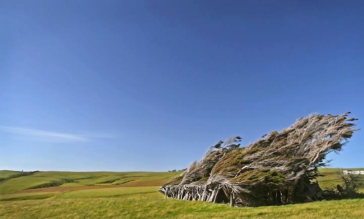 В Новой Зеландии растут деревья самой интересной формы в мире, которые постоянно наклонены из-за сил