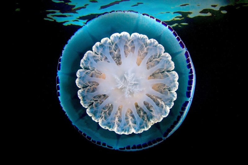 Инопланетная красота медуз
