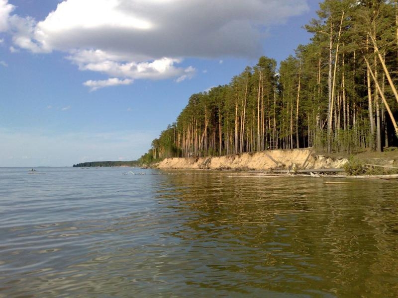 Караканский бор,Новосибирская область,Россия