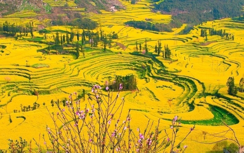 Цветение рапса, город  Хуангшан, Китай
