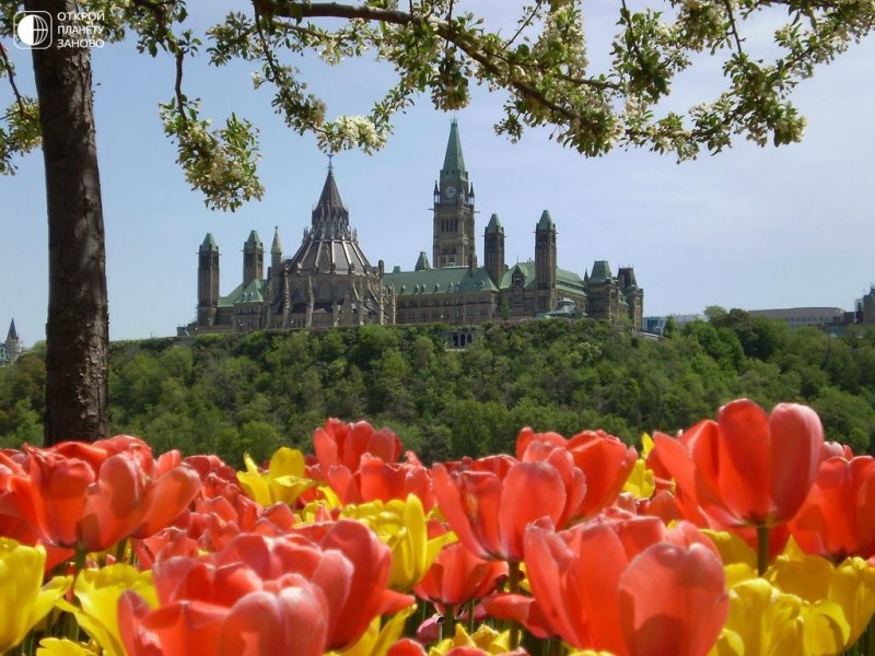 Крупнейший фестиваль тюльпанов в мире - в Канаде